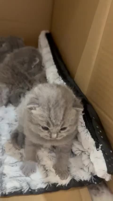 British Shorthair cats for sale: Chunky British shorthair kitten Champion Bloodline - Video 1