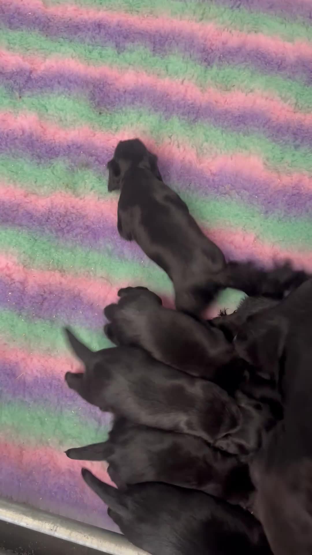 Cocker Spaniel dogs for sale: Exceptional Winning Cocker puppies - Health Tested - Video 1