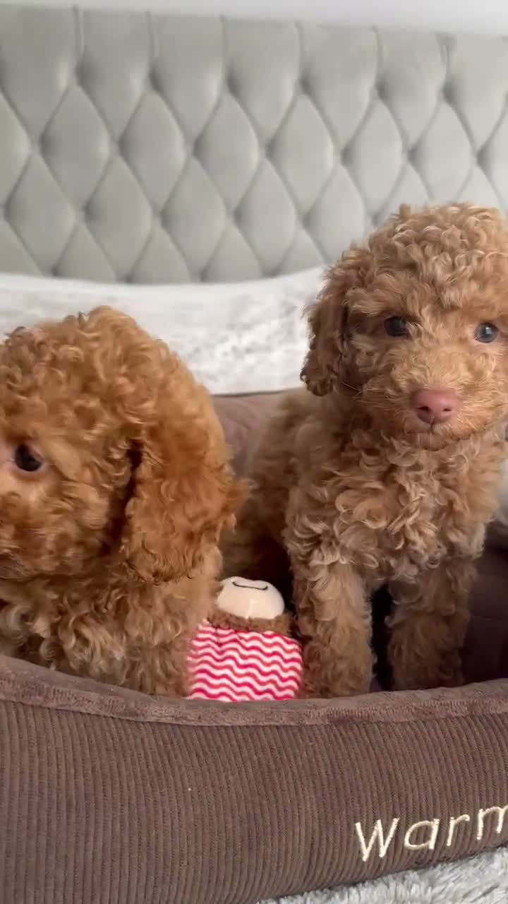Toy Poodle dogs for sale: Gorgeous Toy Poodle puppies  - Video 1