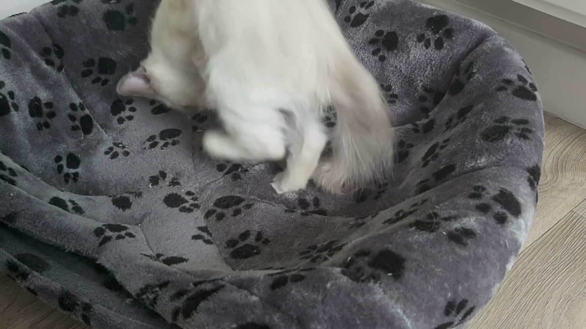 Ragdoll cats for sale: RAGDOLL BICOLOUR GIRL BLUE EYES READY NOW  - Video 3