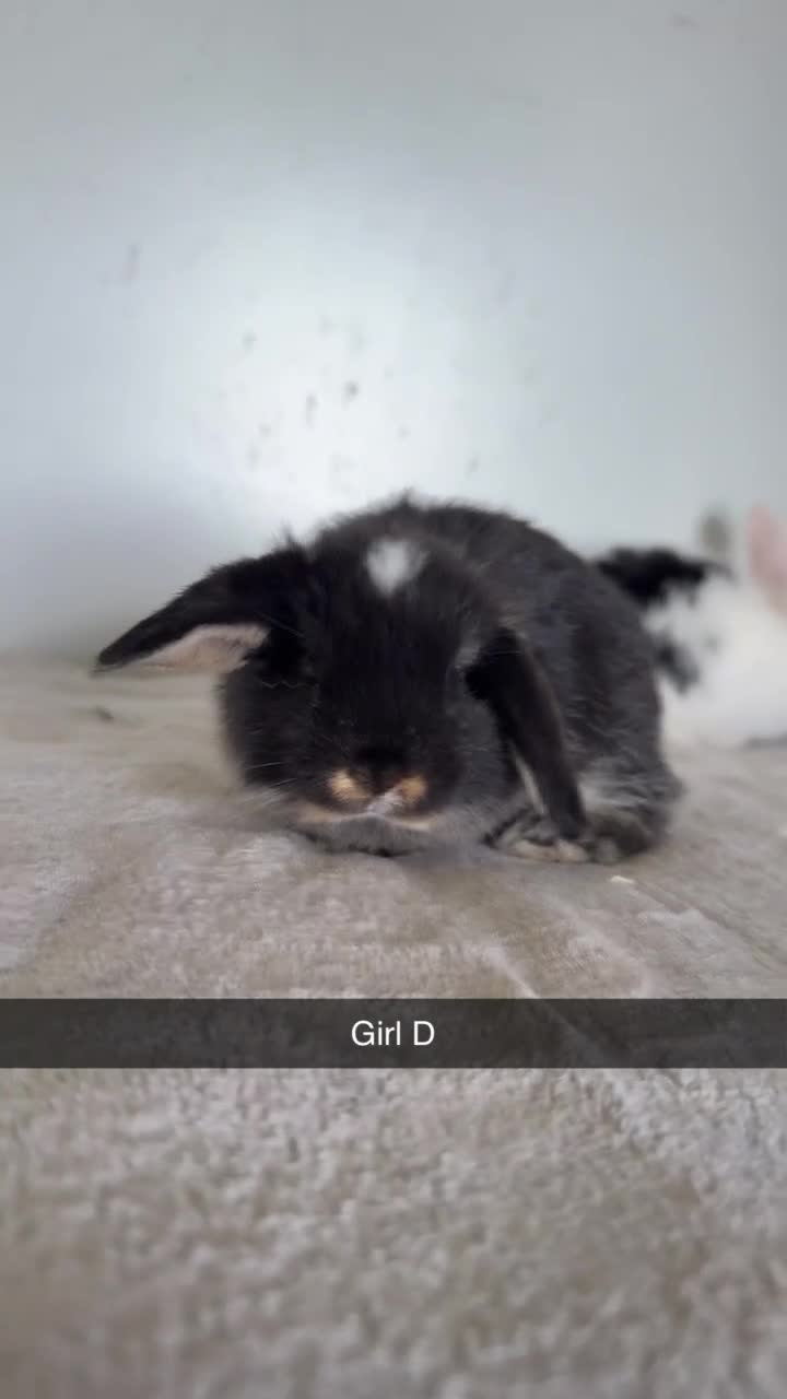 Mini Lop rabbits for sale: Pure mini lop rabbits  - Video 2