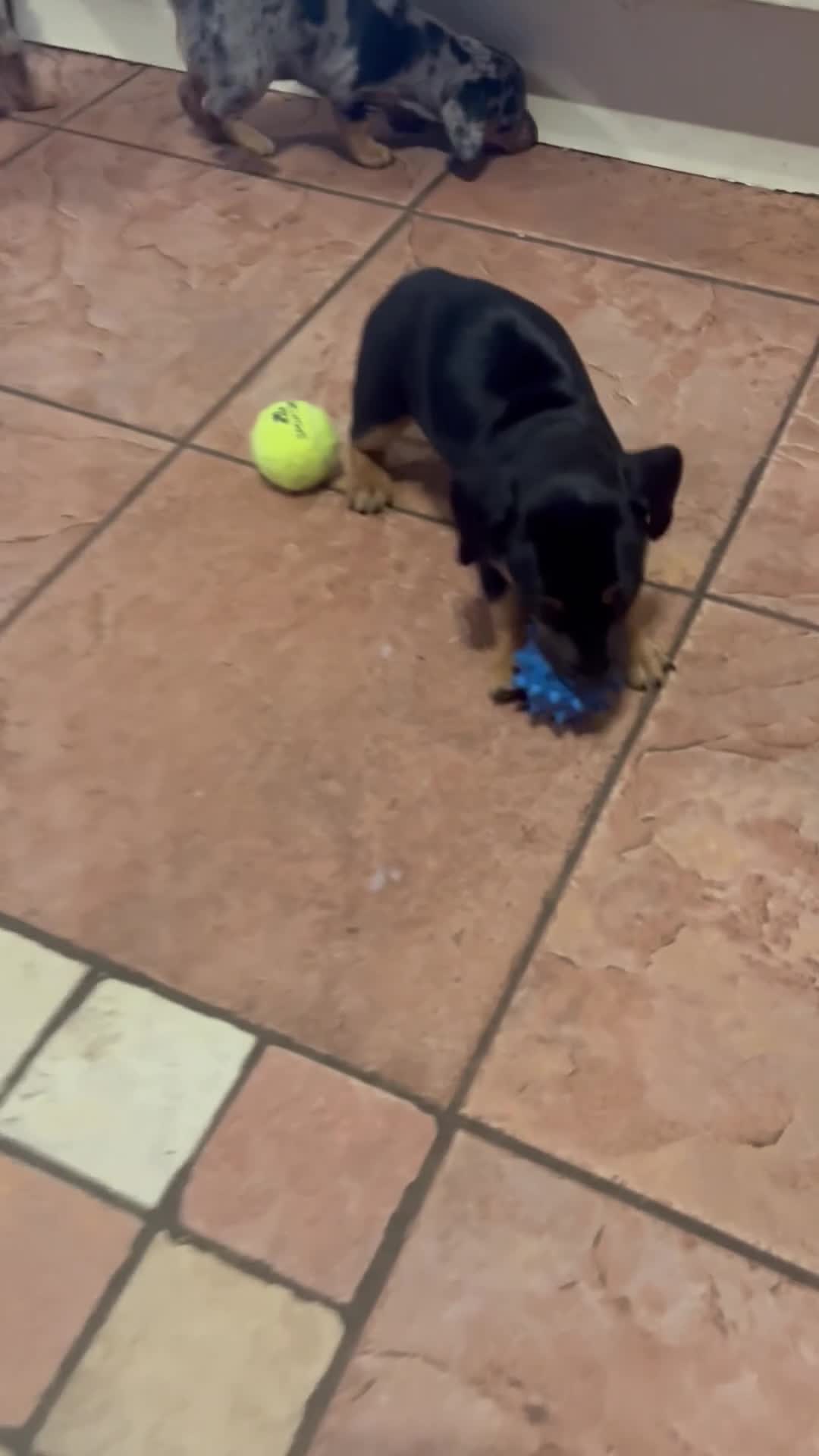 Jackshund dogs for sale: Stunning Homebred Miniature Jackshunds - Video 2