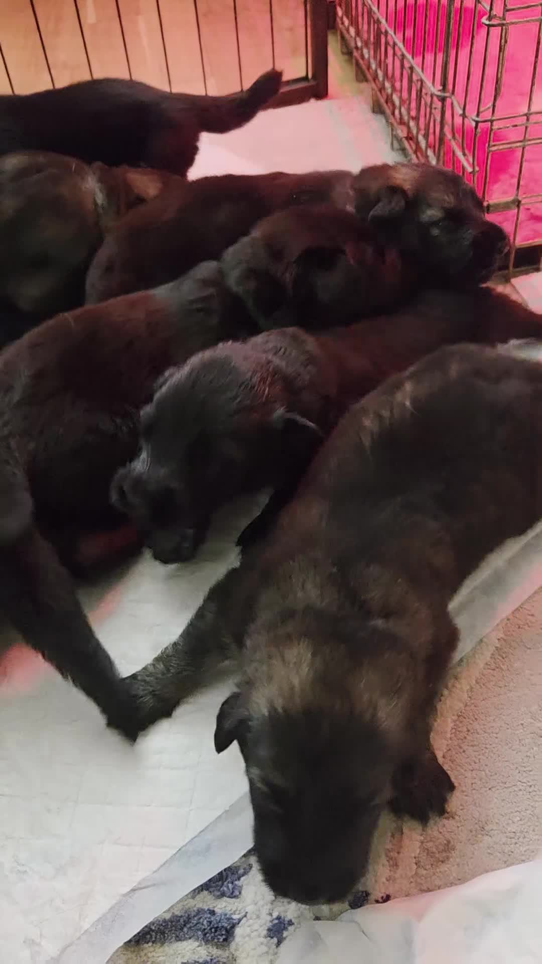 German Shepherd dogs for sale: German Shepherd Puppies in Northwich - Video 1