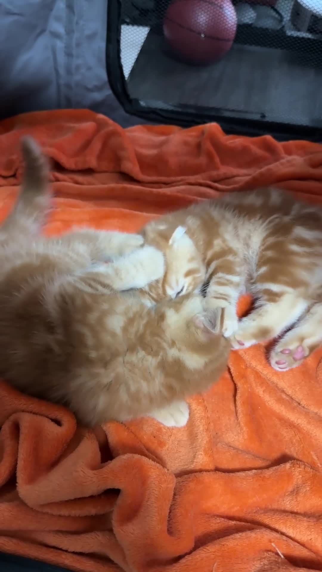 Scottish Fold cats for sale: 🩷Beautiful Scottish Fold/Straight kittens🩷 - Video 1