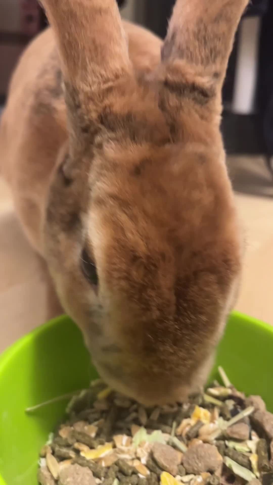 Rex rabbits for sale: Rex Rabbit in London - Video 2