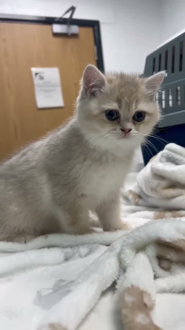 British Shorthair cats for sale: Blue Golden BSH female  in Liverpool - Video 1