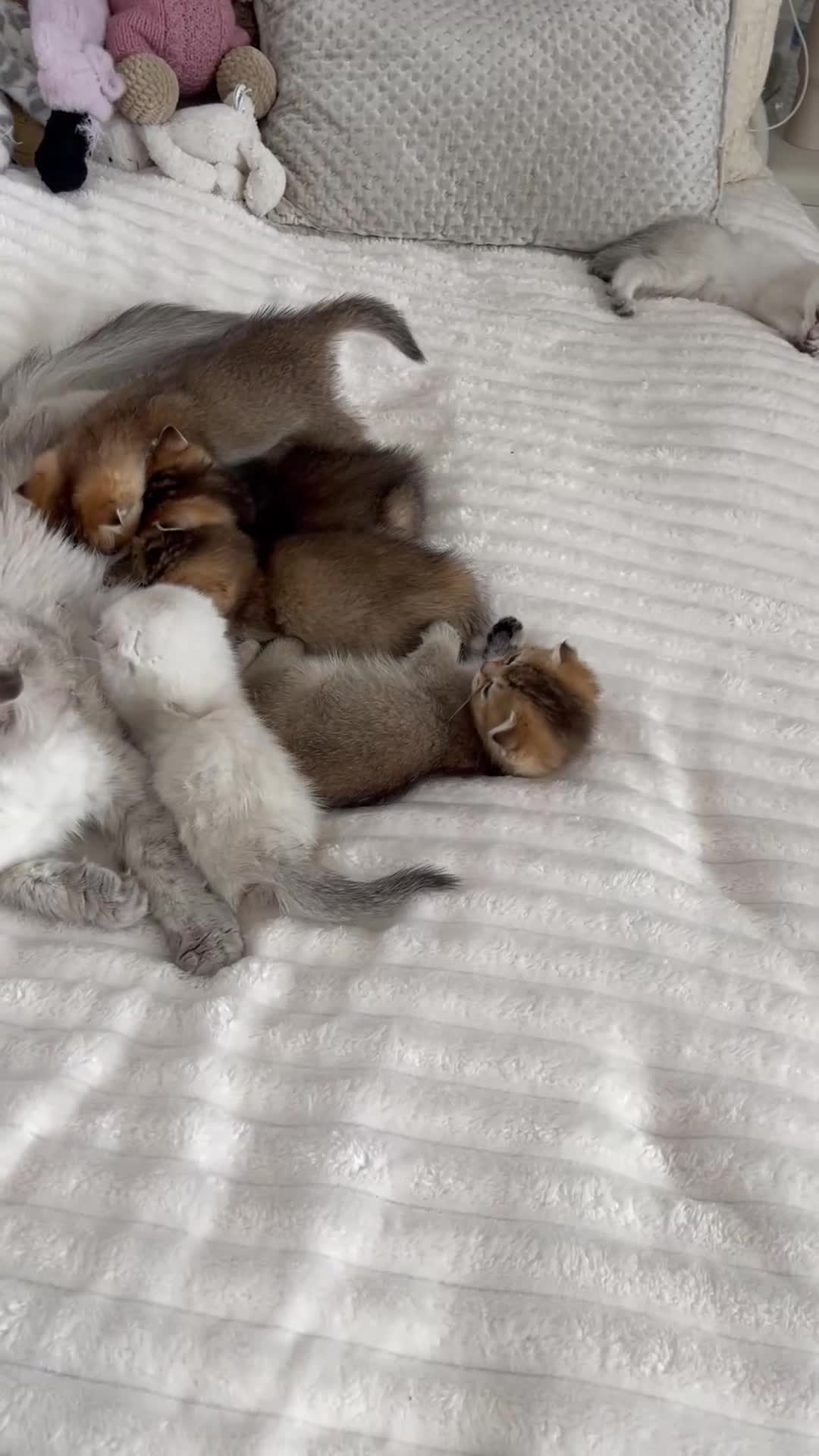 Scottish Fold cats for sale: LOVELY SCOTTISH FOLD KITTENS  in Basildon - Video 3