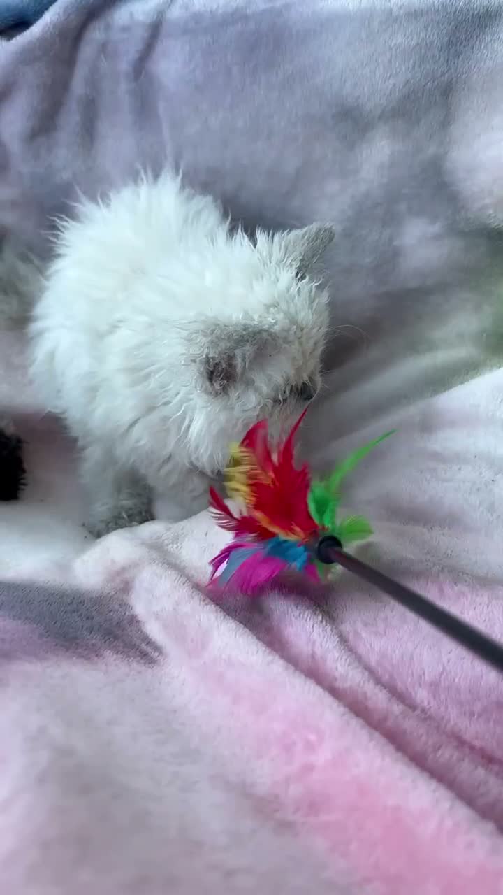 Selkirk Rex cats for sale: Two kittens left  - Video 3