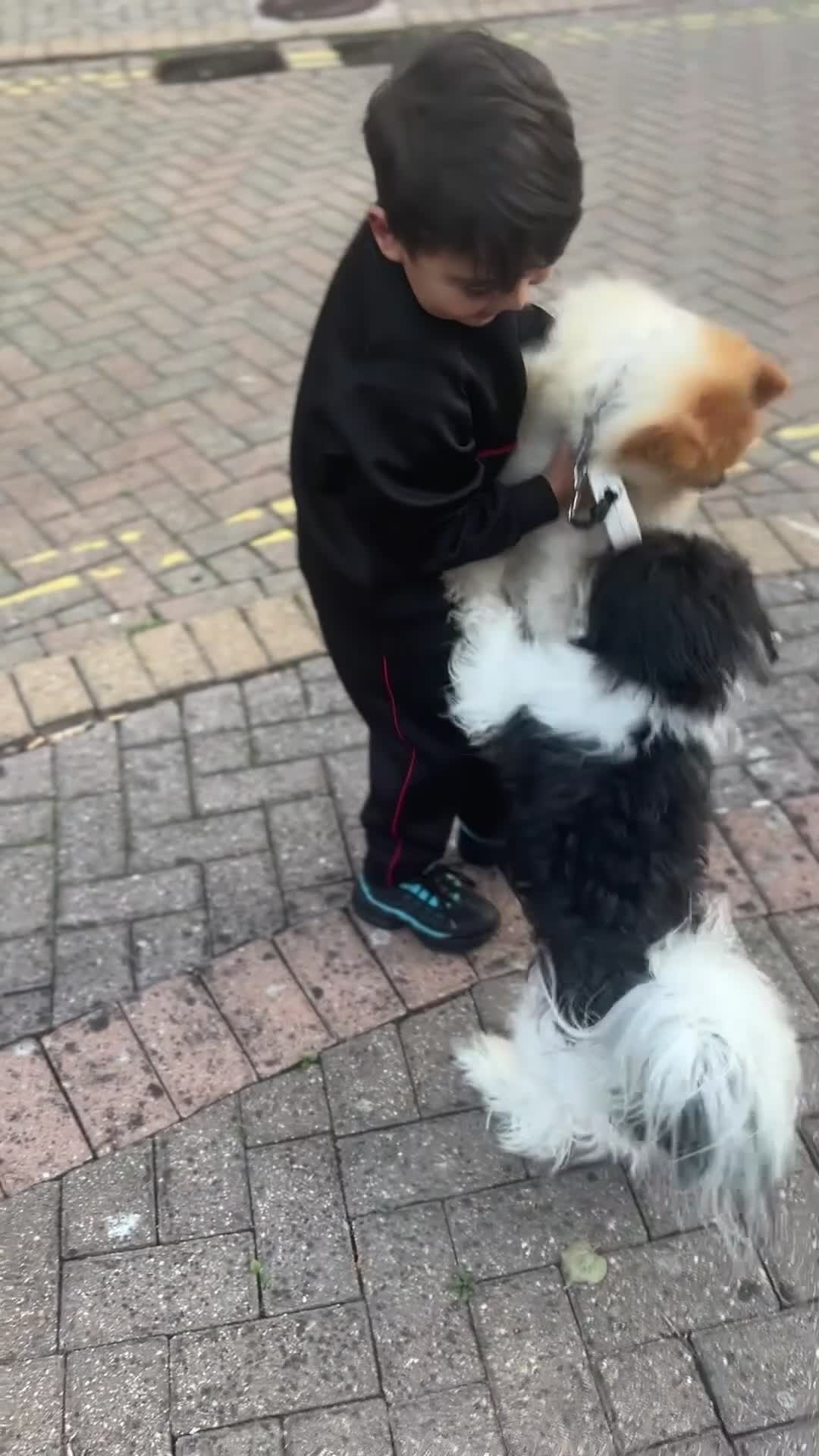 Lhasa Apso dogs for sale: Loving, Friendly & Well-Trained Dog Needs New Home - Video 1