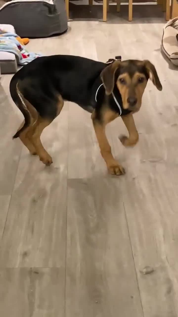 Mixed Breed dogs for adoption: Rocky hound cross 4.5 mth old puppy  - Video 2