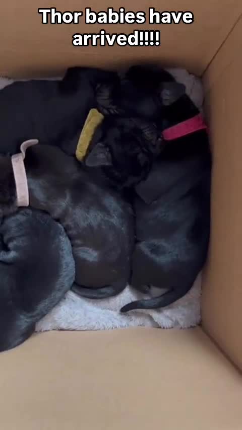 Cane Corso dogs for stud: Thor health tested proven Cane Corso for stud !!! in Cleethorpes - Video 4