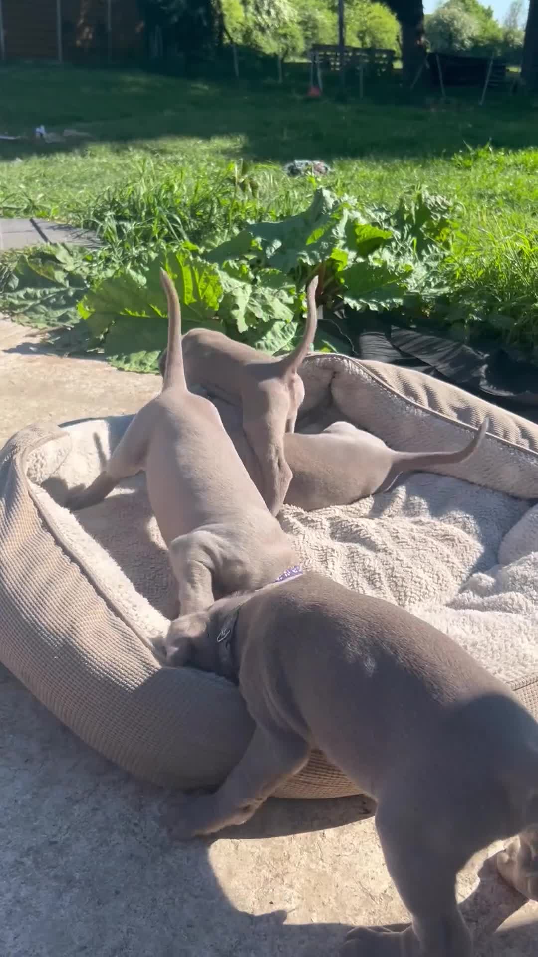 Weimaraner dogs for sale: Kc registered Silver Weimaraner puppies for sale  - Video 1