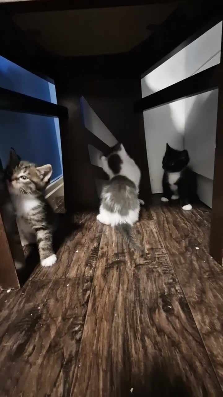 Mixed Breed cats for sale: 💥💥💥Lovly Kittens 💥💥💥 - Video 5