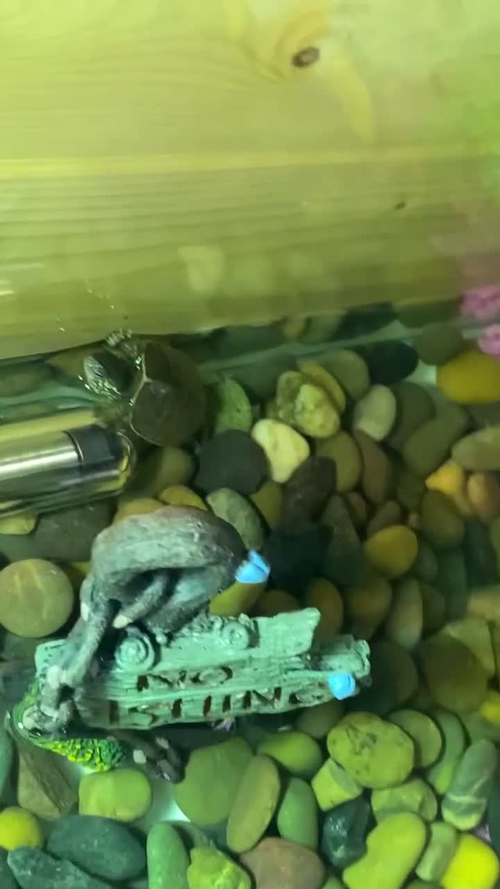 Turtle reptiles for sale: Turtle and set up - Video 1