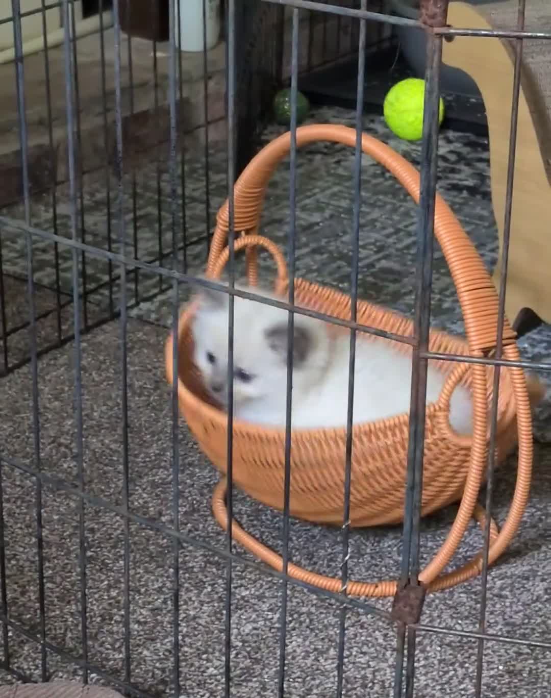 Ragdoll cats for sale: Ragdoll 3/4 x Persian kittens 1/4 in Cheddar - Video 1
