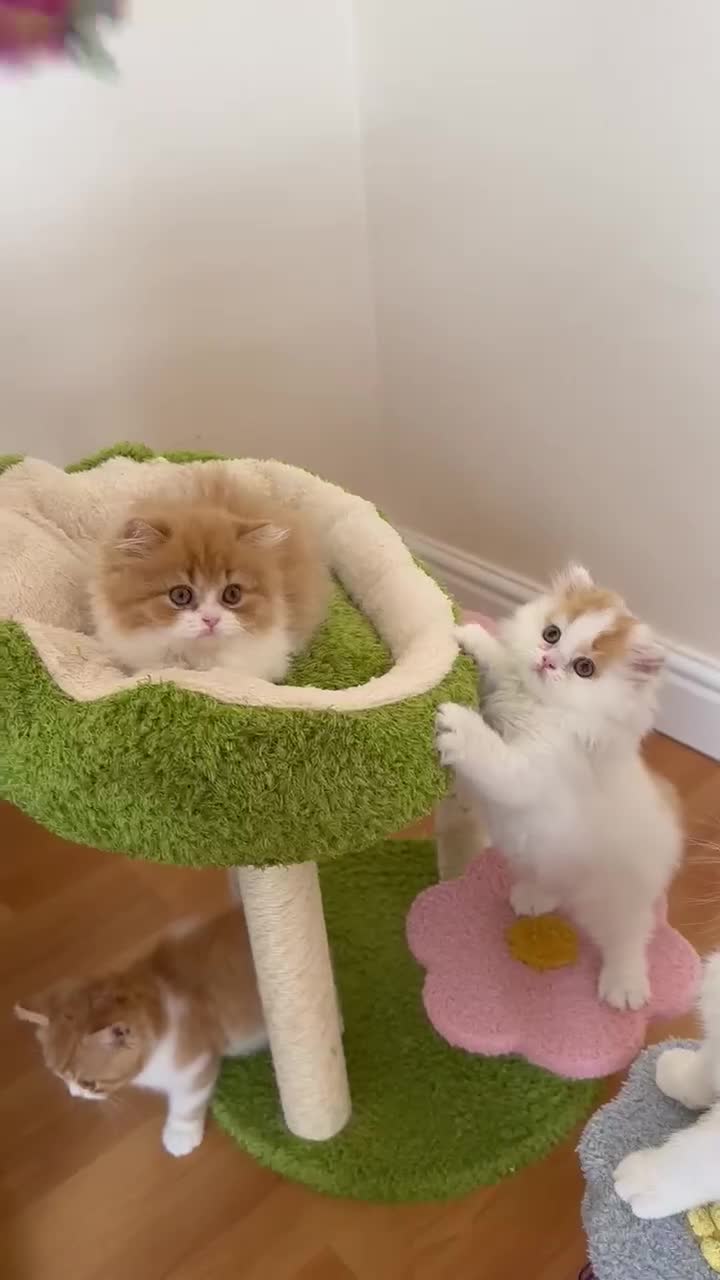 British Shorthair cats for sale: British Shorthair Pedigree Kittens - Video 2