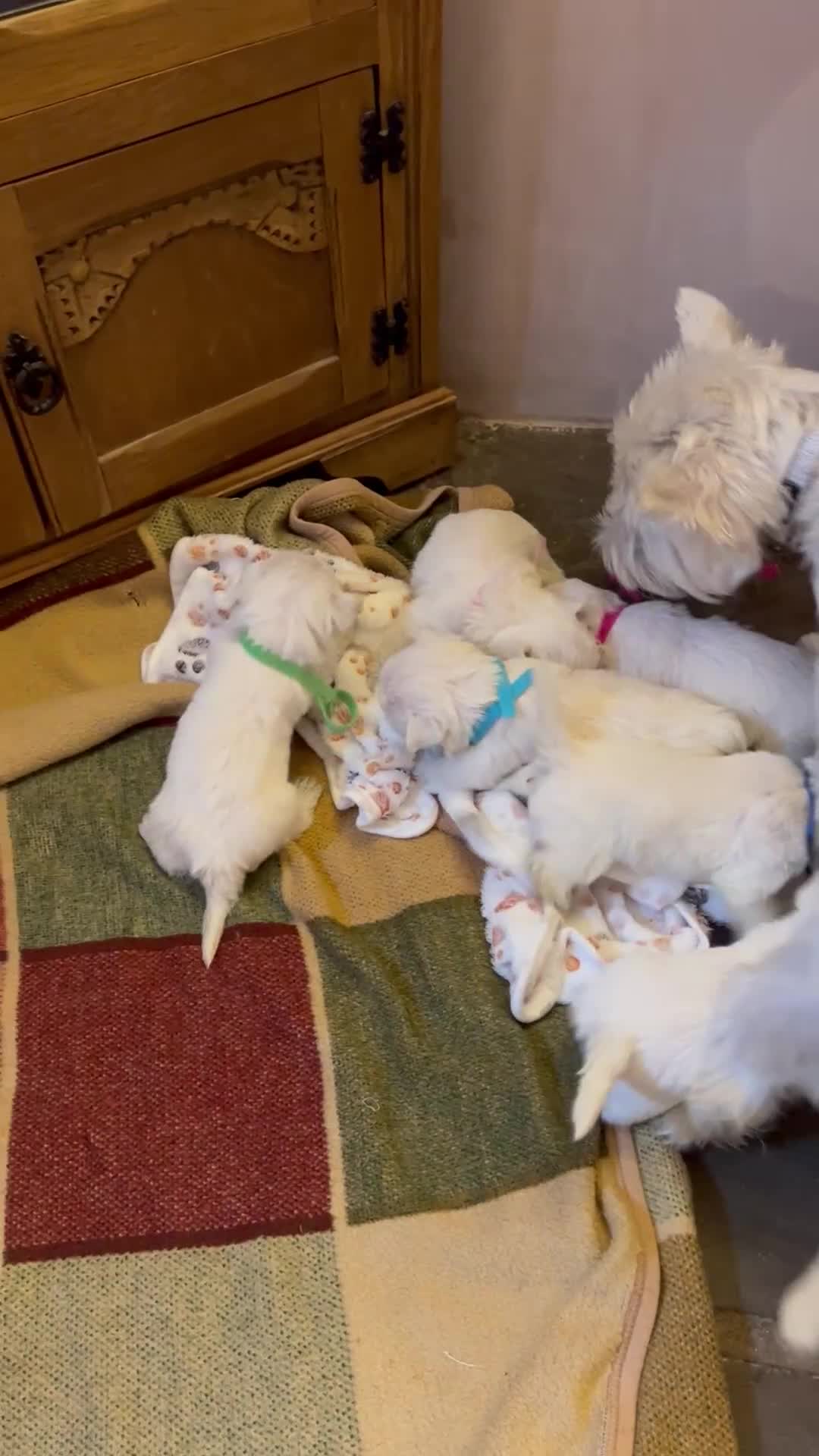 West Highland Terrier dogs for sale: Westie pups  - Video 1