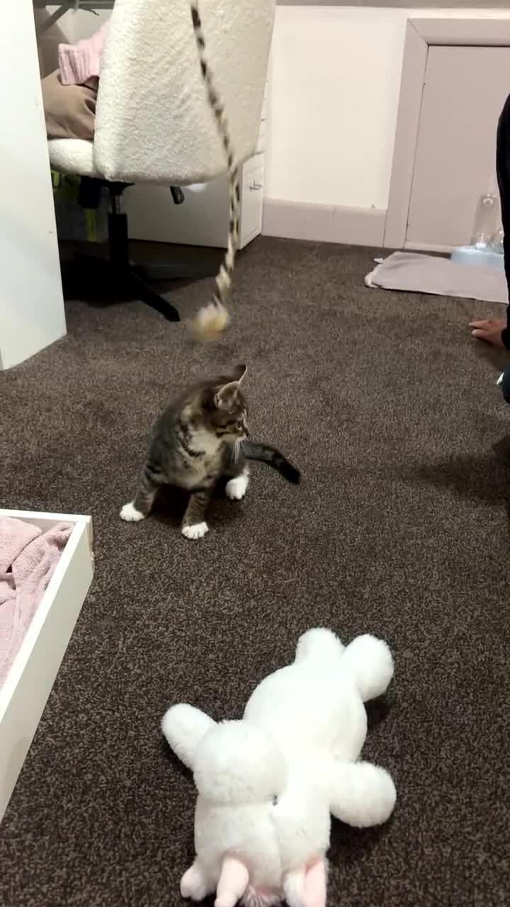 Mixed Breed cats for sale: Tabby kitten  - Video 1