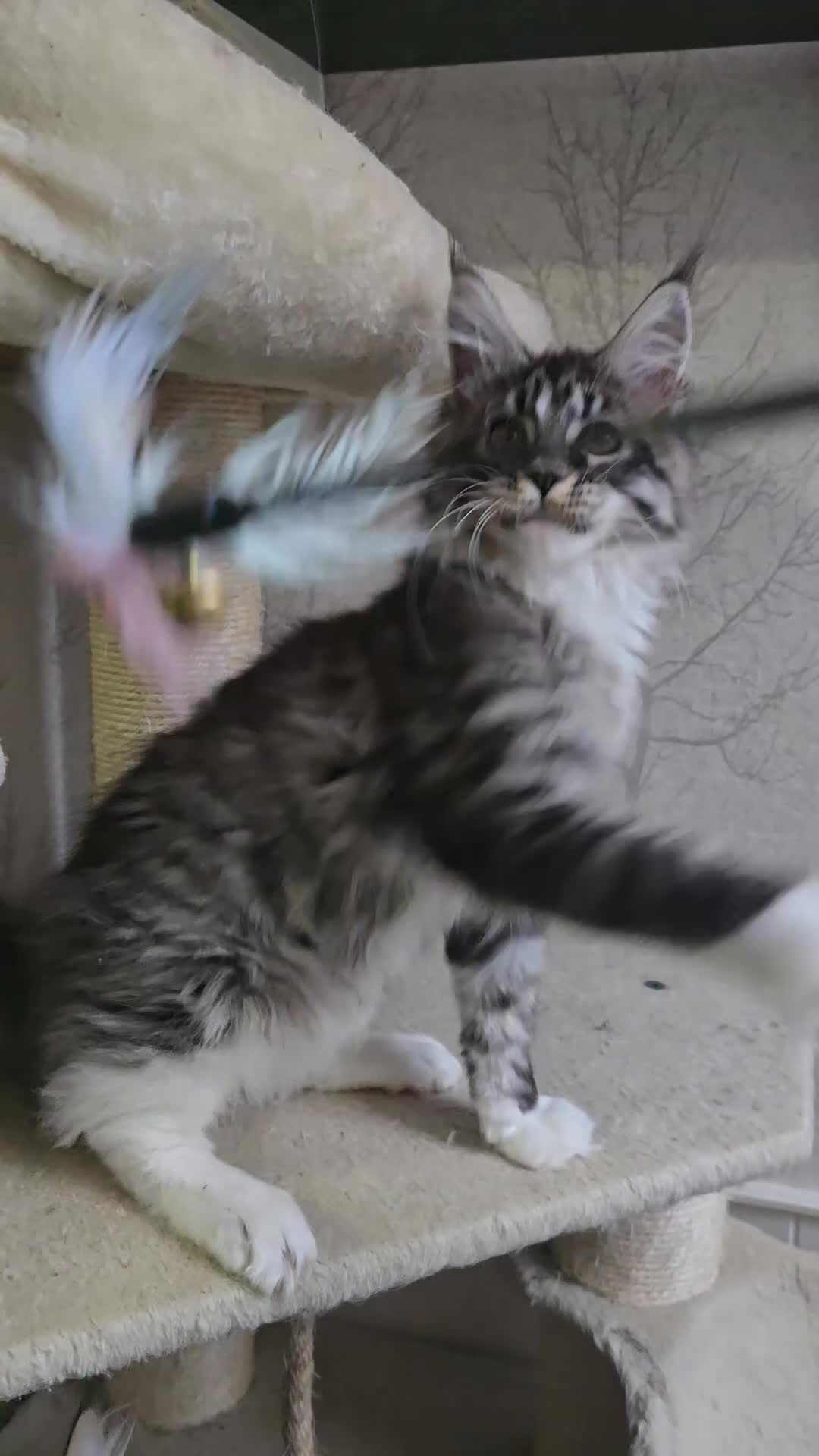 Maine Coon cats for sale: Stunning brown tabby bicolor boy tica registered - Video 1