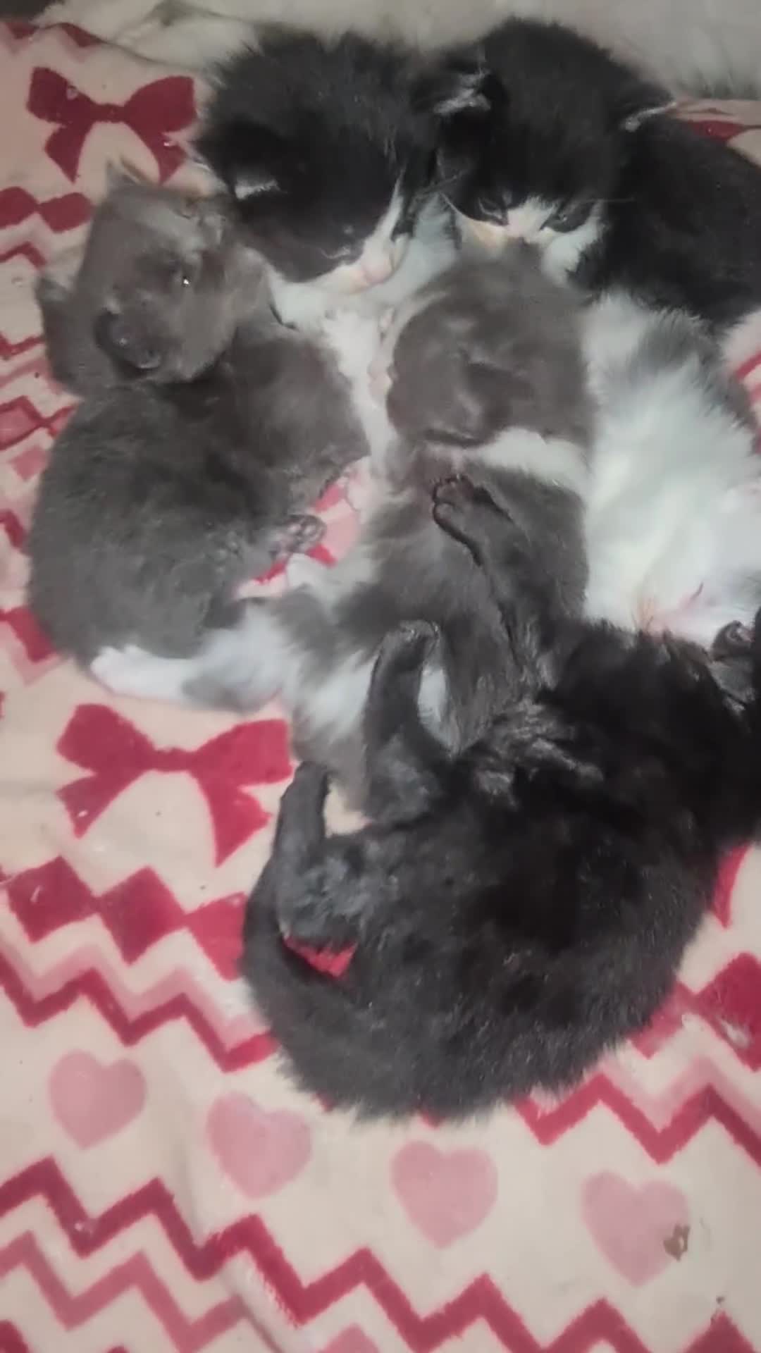 Mixed Breed cats for sale: 6 beautiful kittens  - Video 2