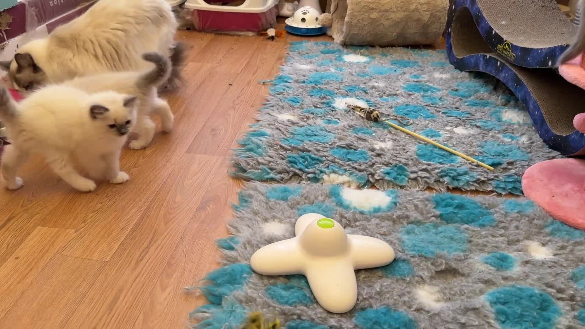 Ragdoll cats for sale: GCCF REGISTERED RAGDOLL KITTENS in Ashton-under-Lyne - Video 1