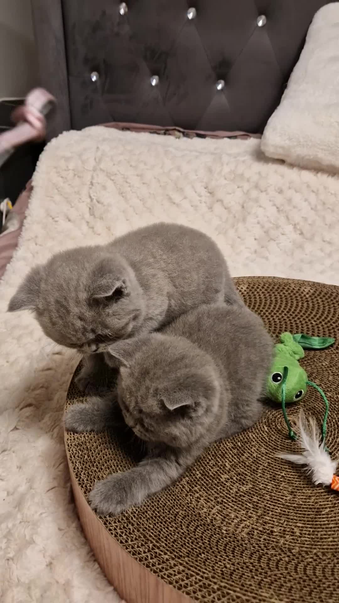 British Shorthair cats for sale: British shorthair kittens - Video 1