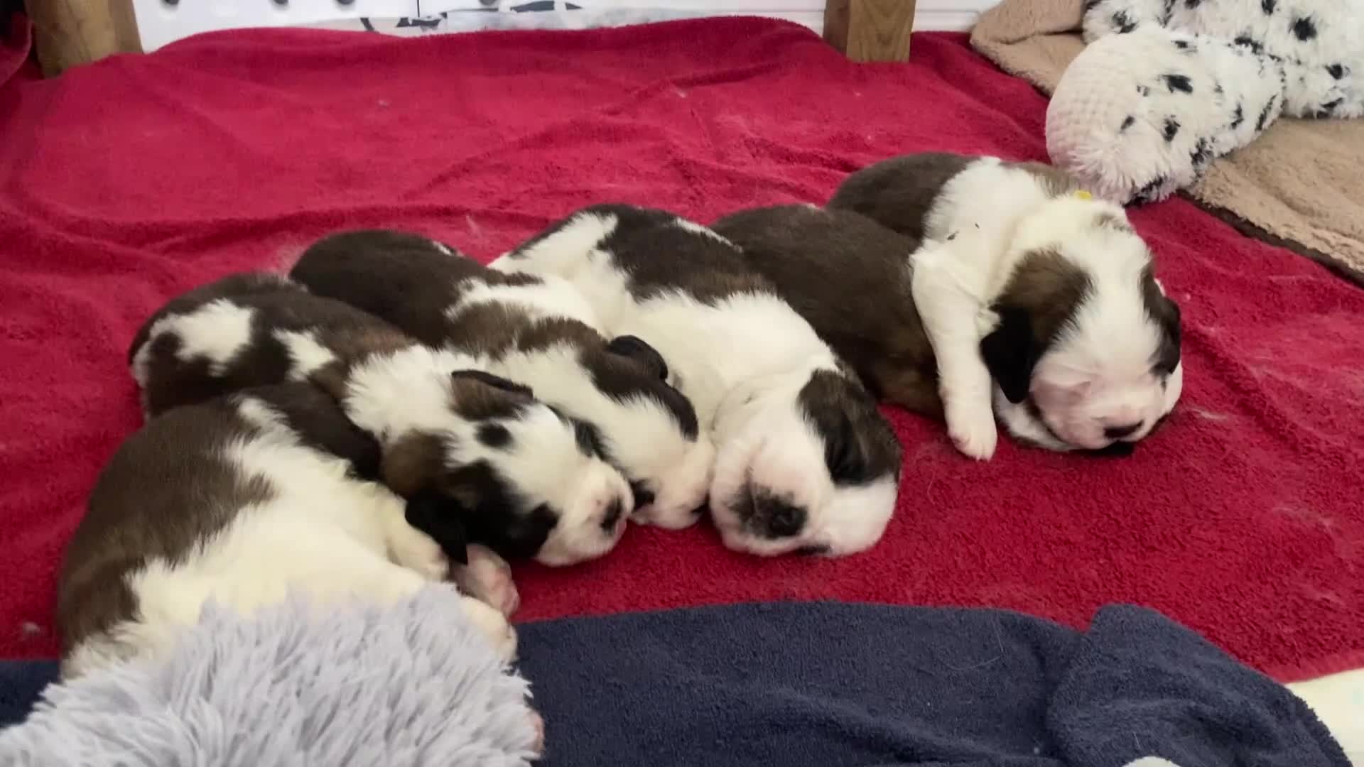 Saint Bernard dogs for sale: Gorgeous Saint Bernard puppies looking for homes - Video 1