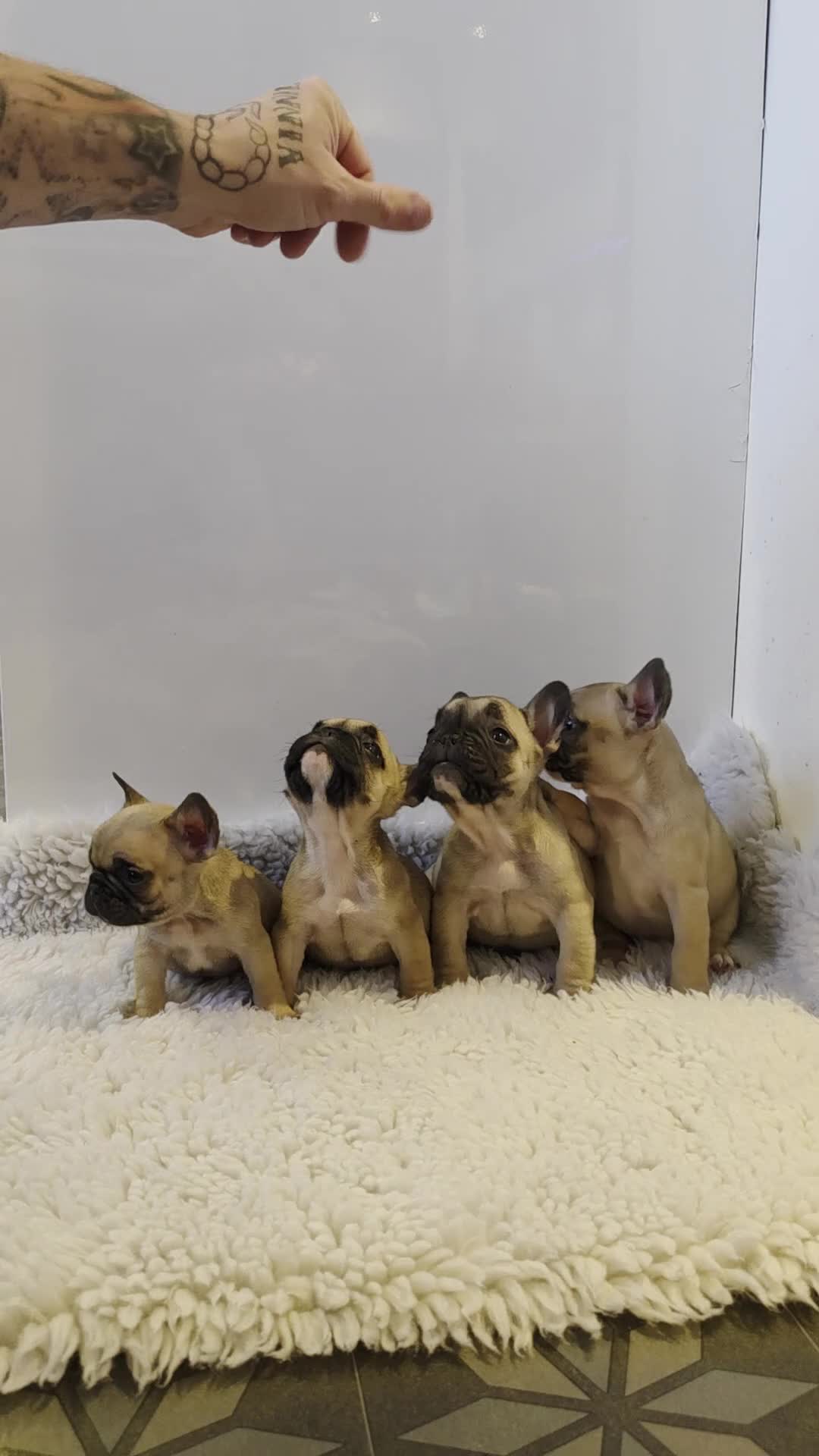 French Bulldog dogs for sale: Kc reg french bulldog puppies in Ferndale - Video 2
