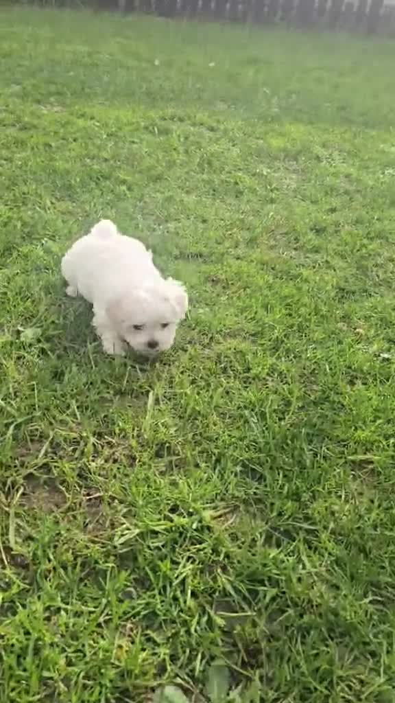 Maltese dogs for sale: Beautiful Maltese puppies  in Portsmouth - Video 2