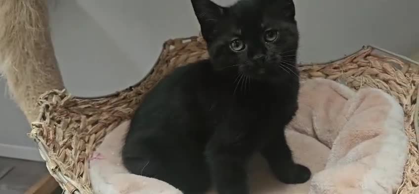 Maine Coon cats for sale: Maine coon cross kitten  - Video 1