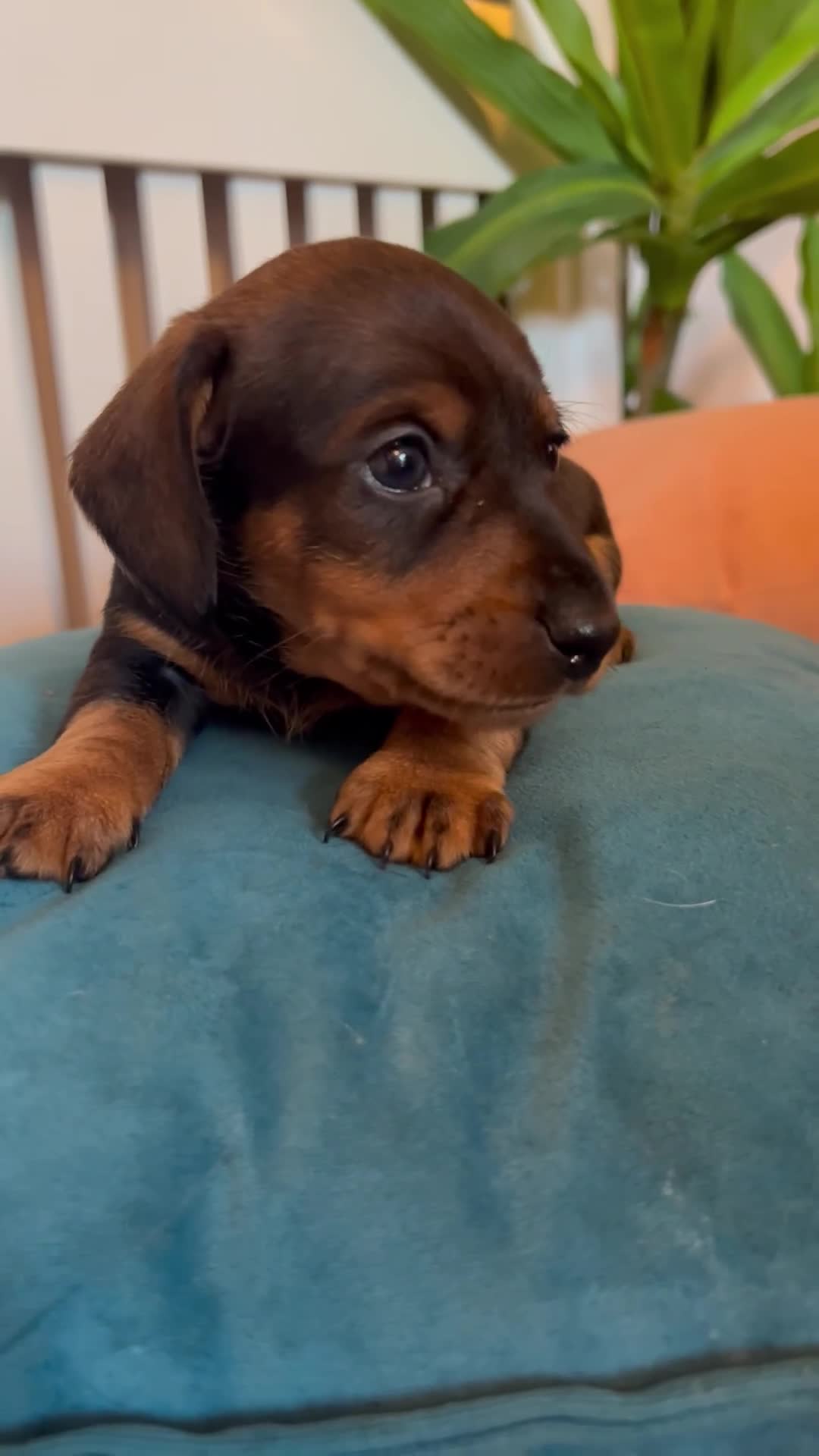 Miniature Dachshund dogs for sale: *2 Boys Remaining* Stunning Mini Dachshunds  - Video 1