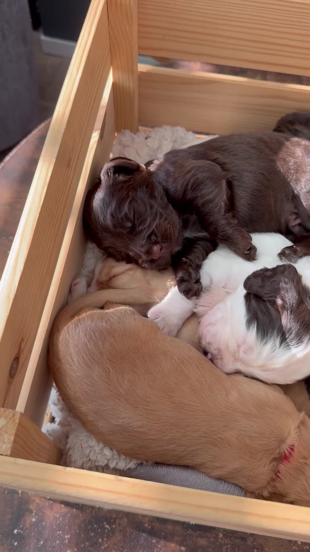 Cocker Spaniel dogs for sale: 🐶Cocker Spanisls🐶 in Oldham - Video 1