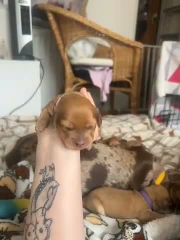 Mixed Breed dogs for sale: Mini dachshund cross  - Video 5