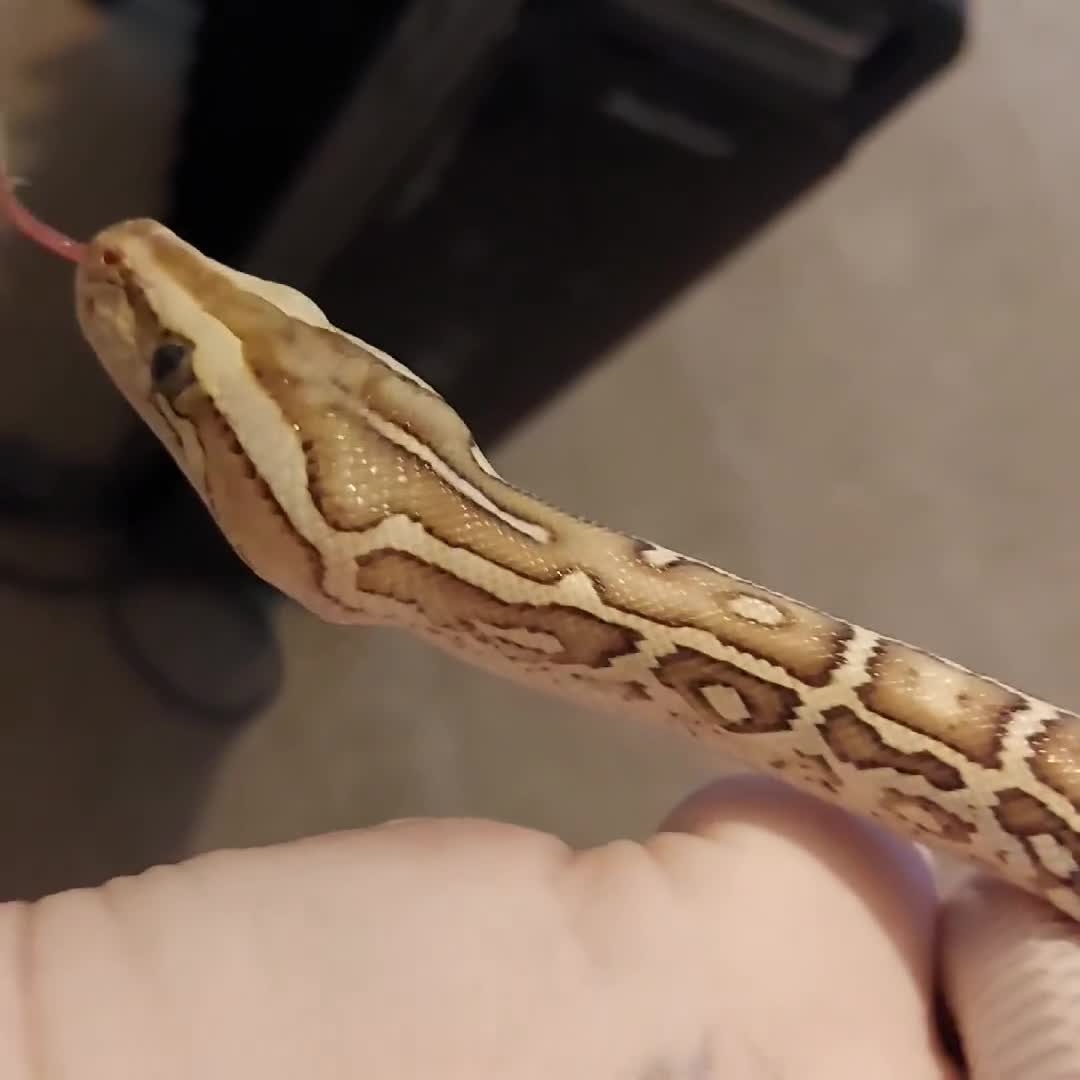 Python Snake reptiles for sale: CB25 Female Dwarf Hypo Python & Setup - Video 1