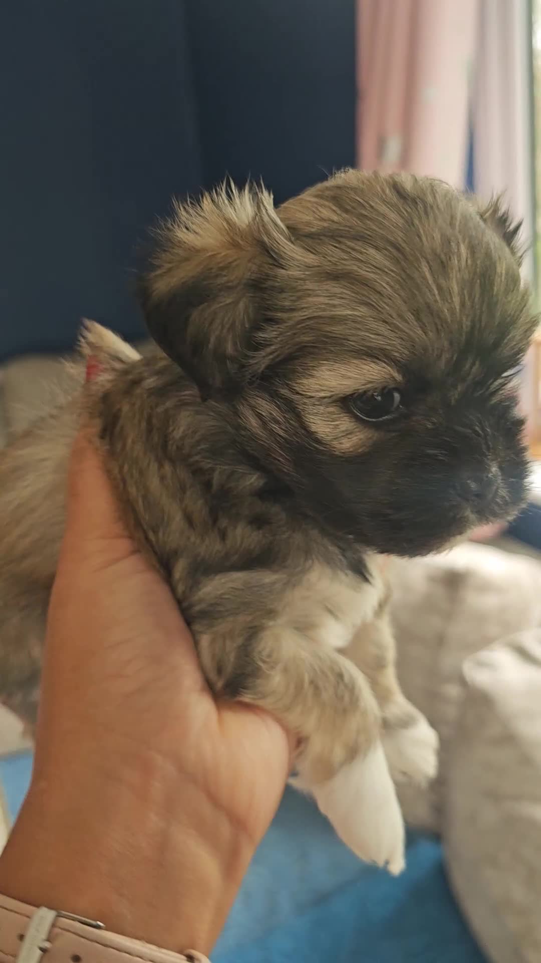 Lhasa Apso dogs for sale: Beauitiful Pure Breed Lhasa Apso - Video 2