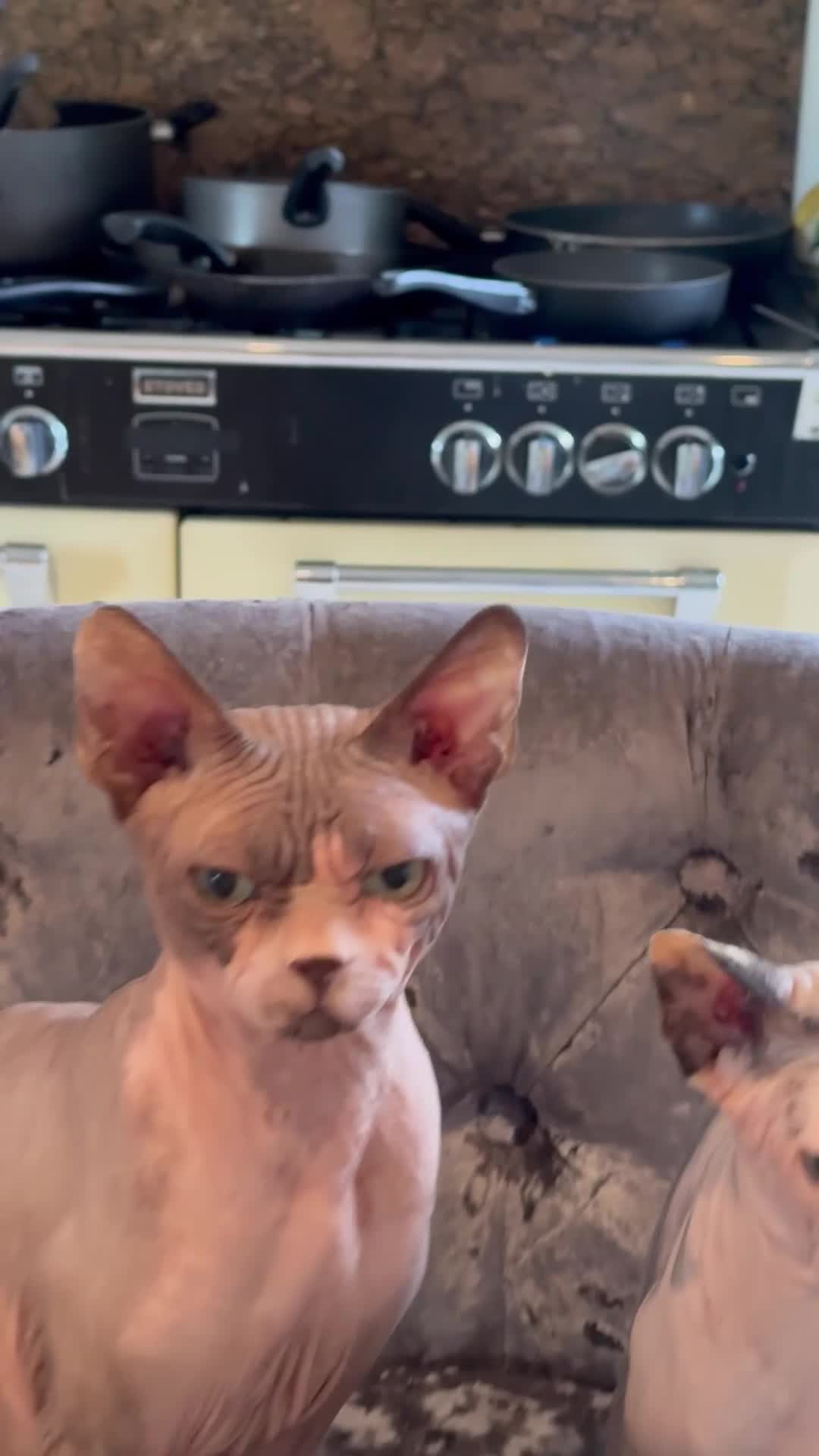 Sphynx cats for sale: Boy sphynx age 2 in Bathgate - Video 1