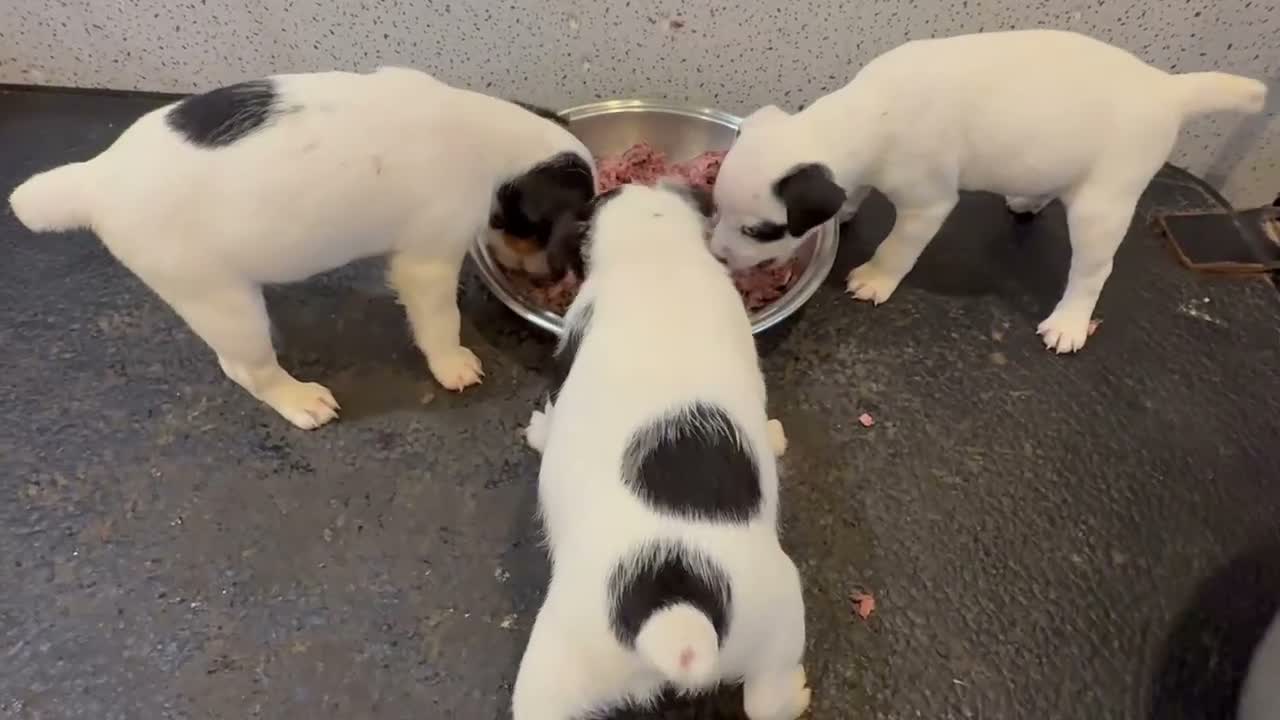 Jack Russell dogs for sale: Working type jack Russell pups  - Video 3