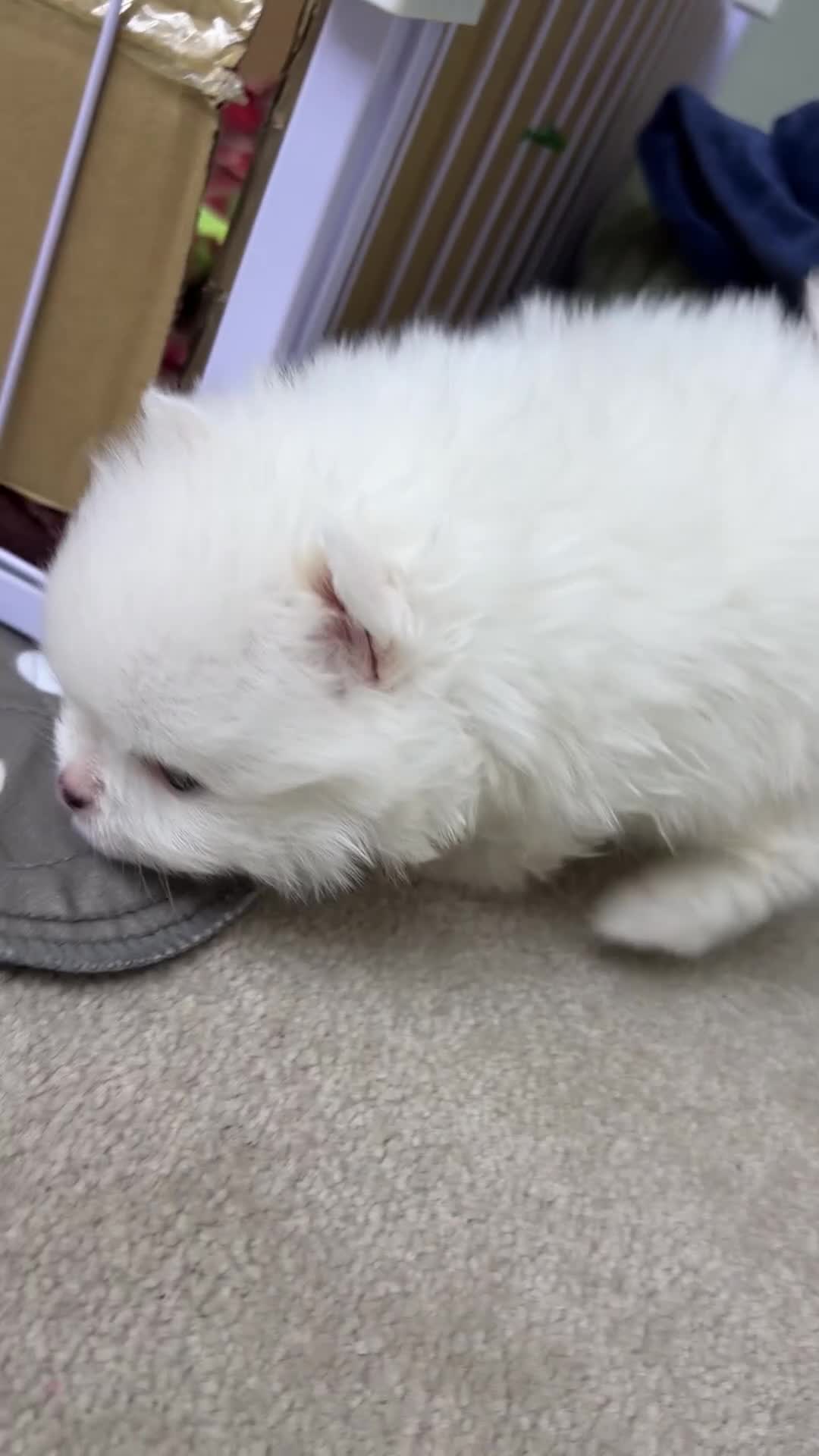 Pomeranian dogs for sale: Pomeranian puppies Kc registered - Video 5