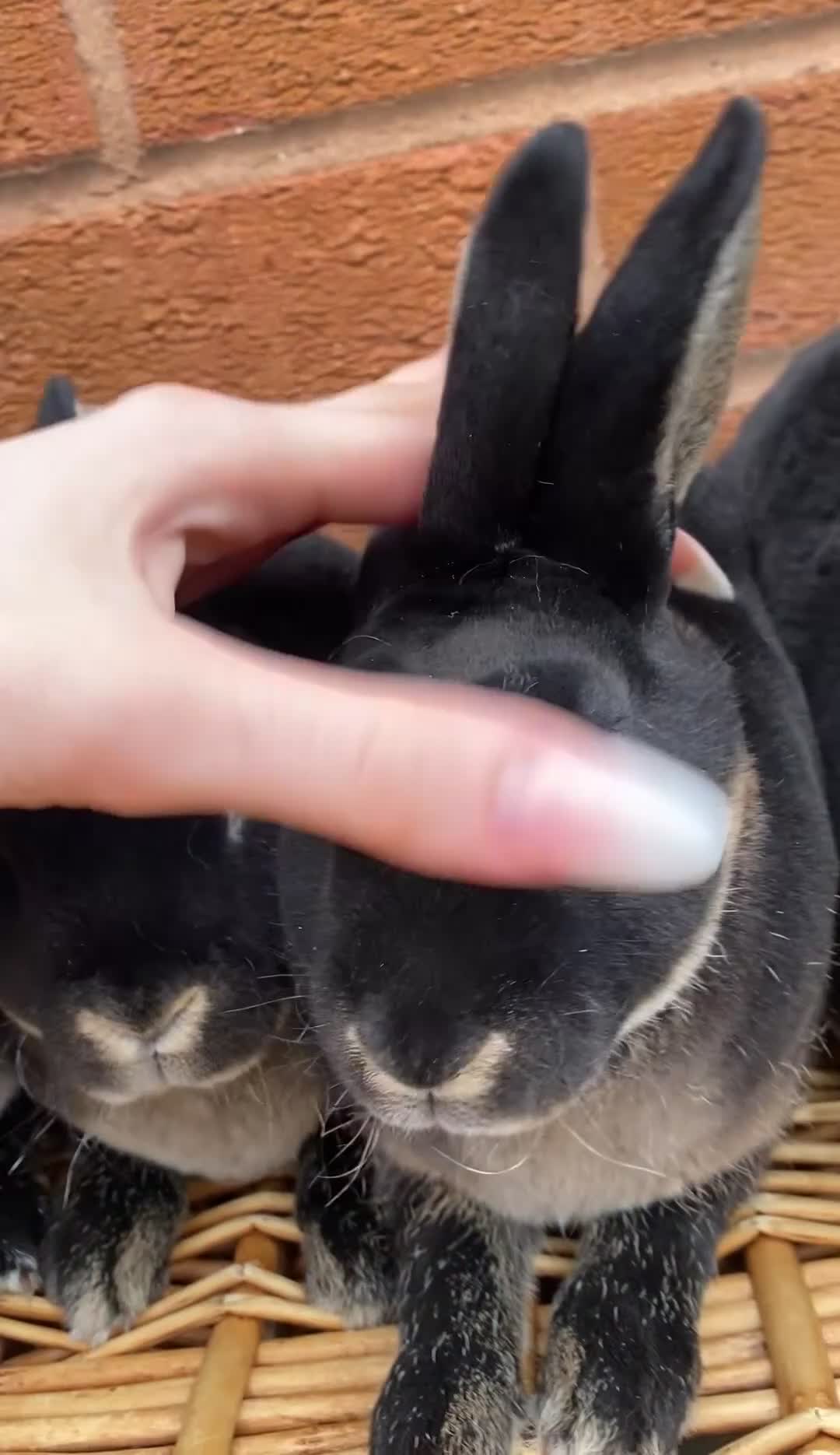 Rex rabbits for sale: 2 mini rex brothers  - Video 1