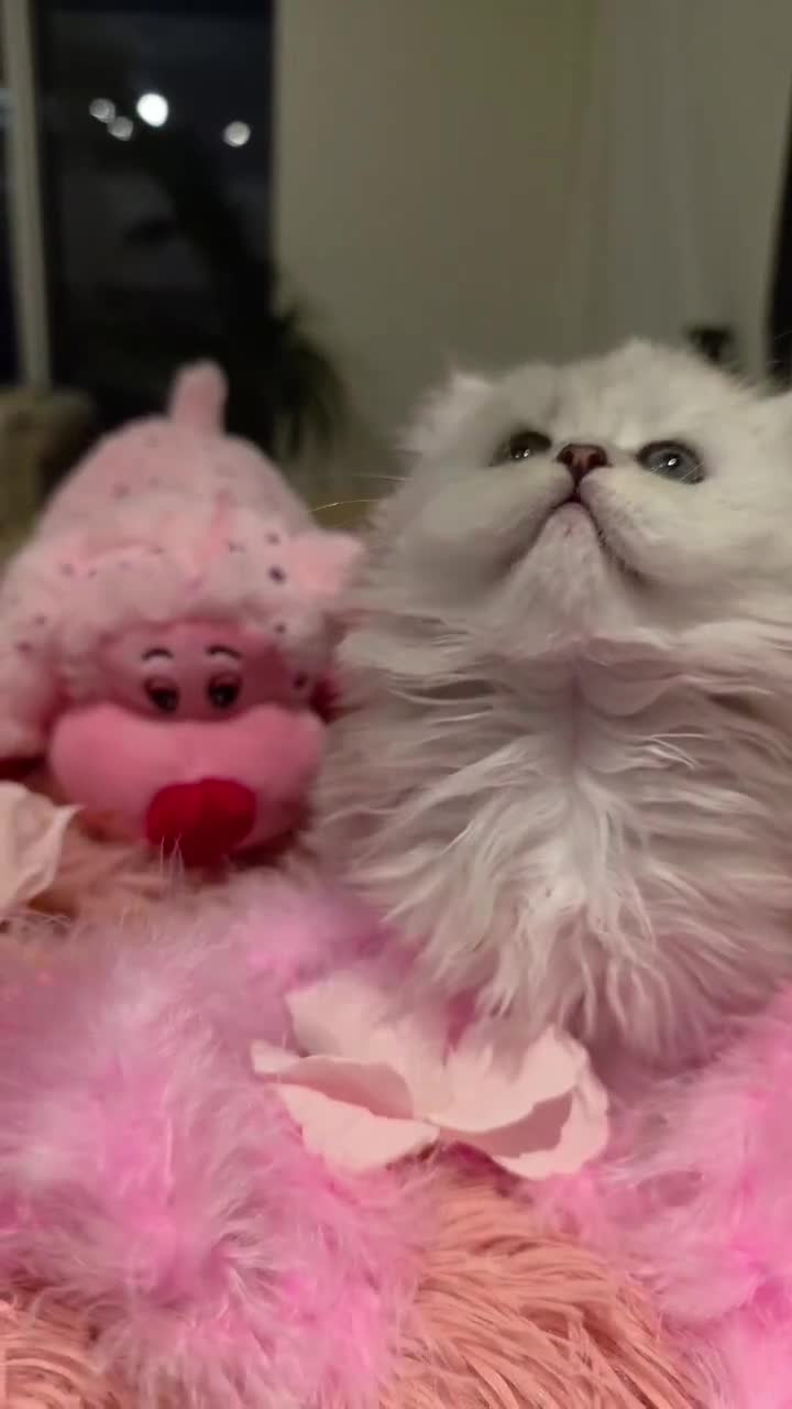 Persian cats for sale: *Stunning Persian Chinchilla Kitten Girl&Boy* - Video 1