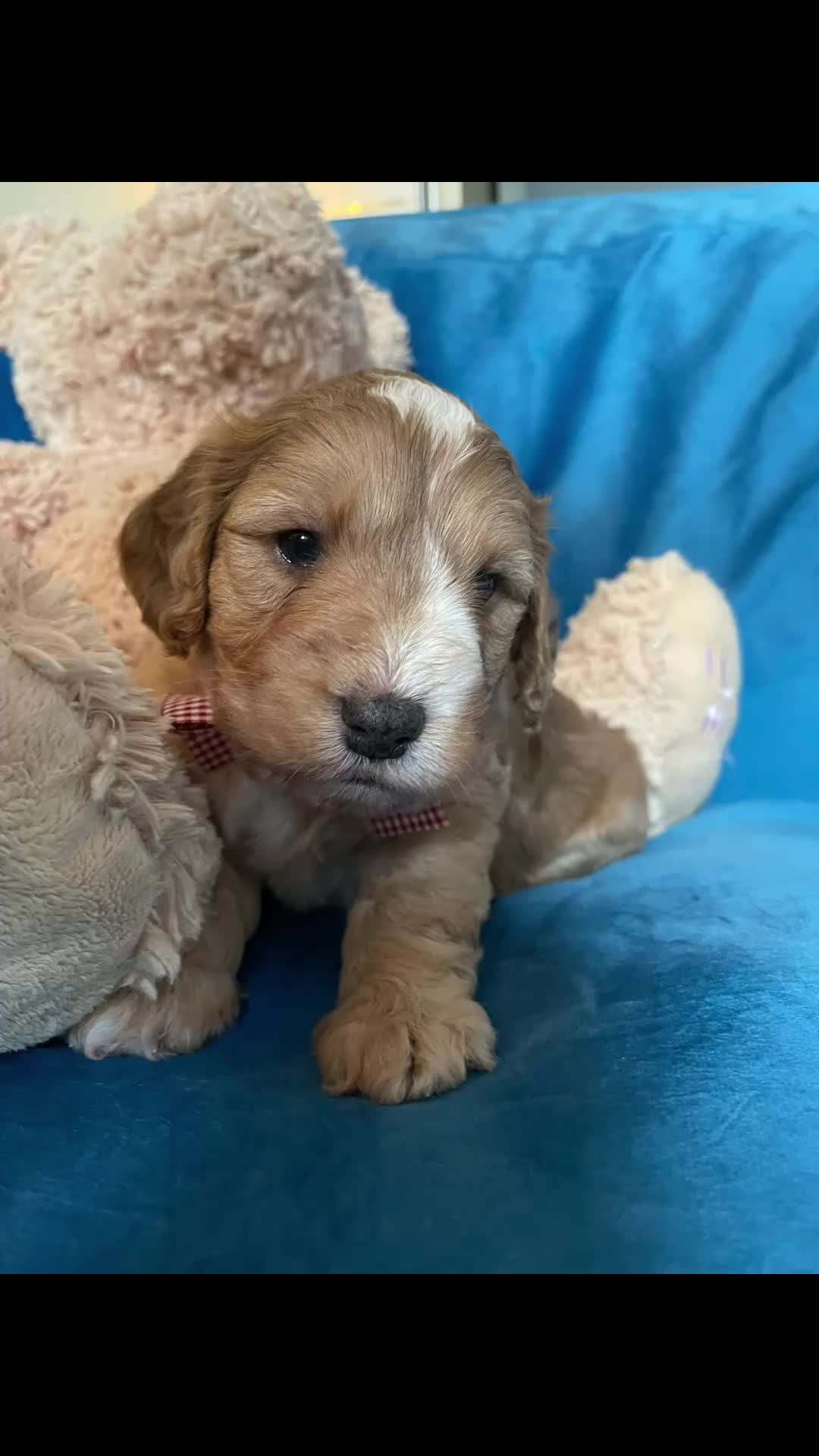 Cockapoo dogs for sale: Exceptional Cockapoo Puppies 🐶💕 - Video 1