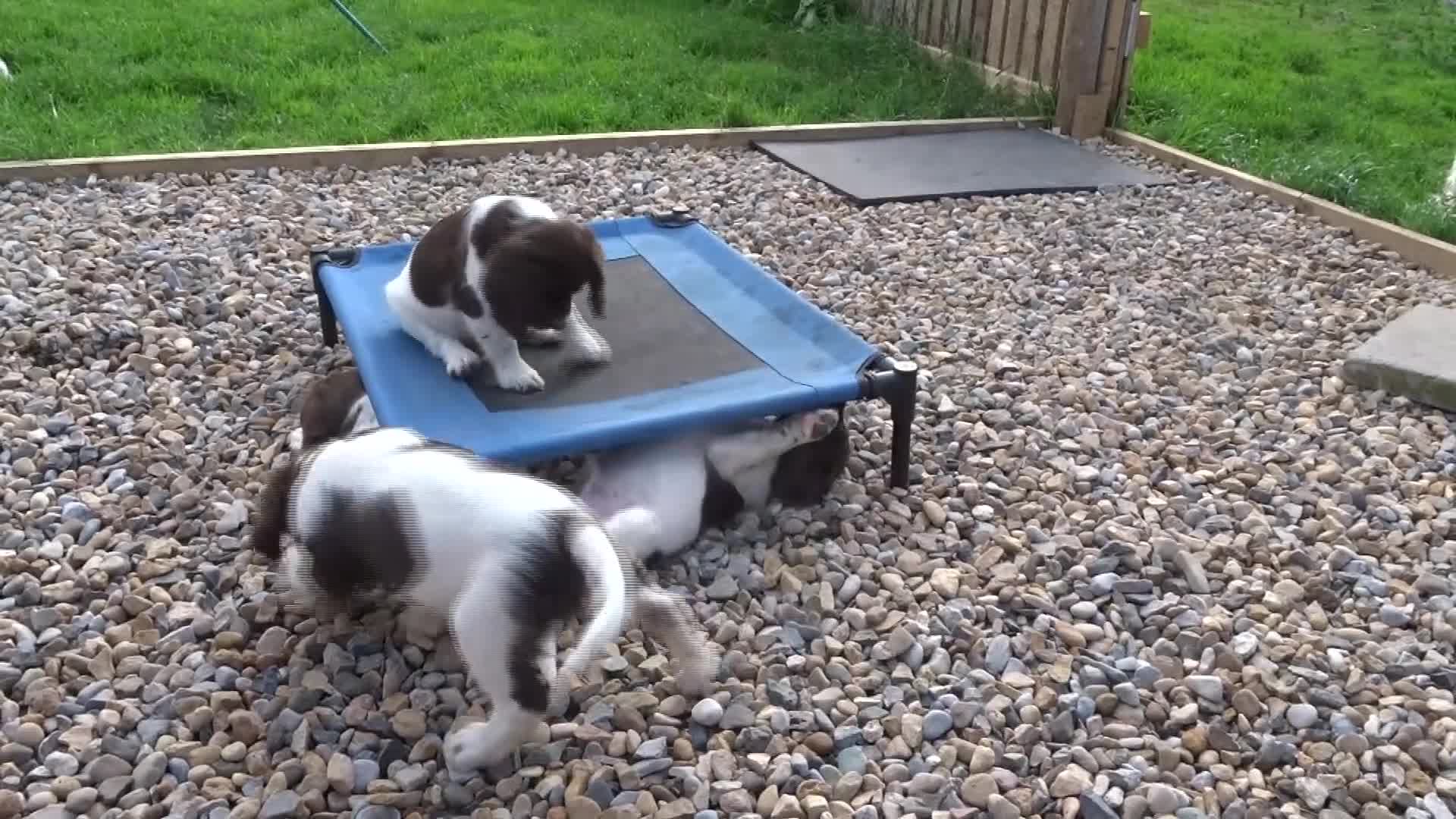 English Springer Spaniel dogs for sale: Two Gorgeous Boy English Springer Spaniel Puppies  - Video 1