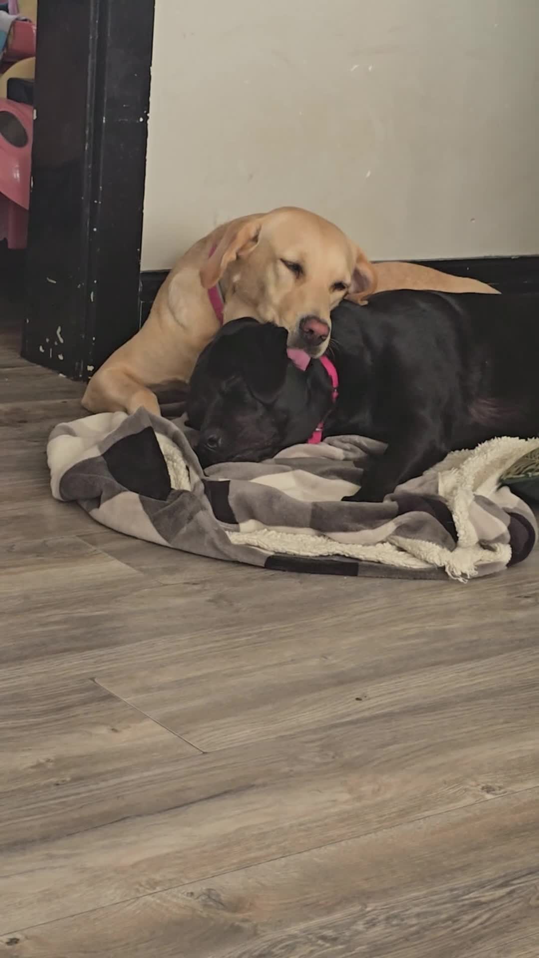 Labrador Retriever dogs for sale: Only the best homes only - Video 1