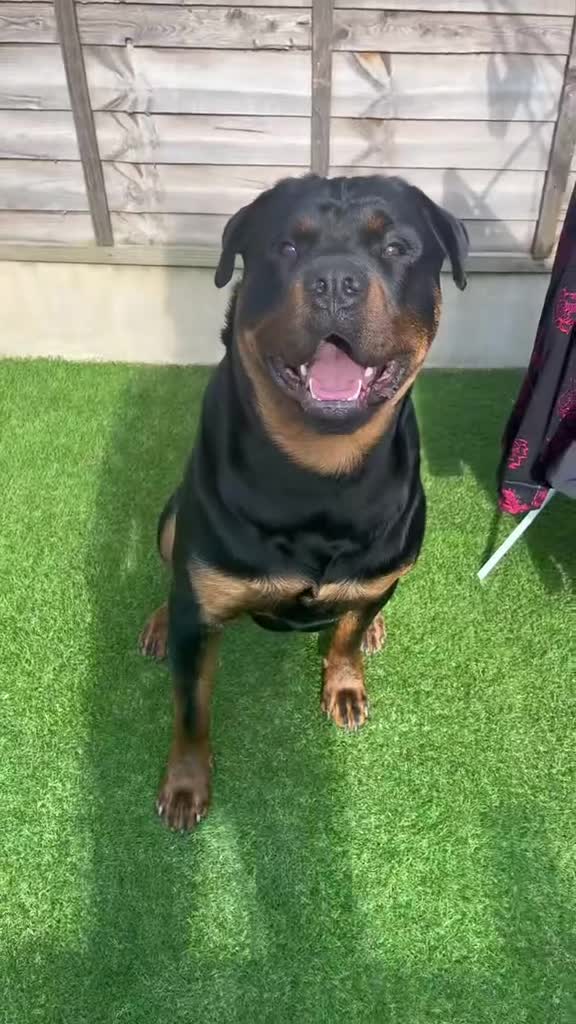 Rottweiler dogs for stud: ⭐️KAGE⭐️ - Video 1
