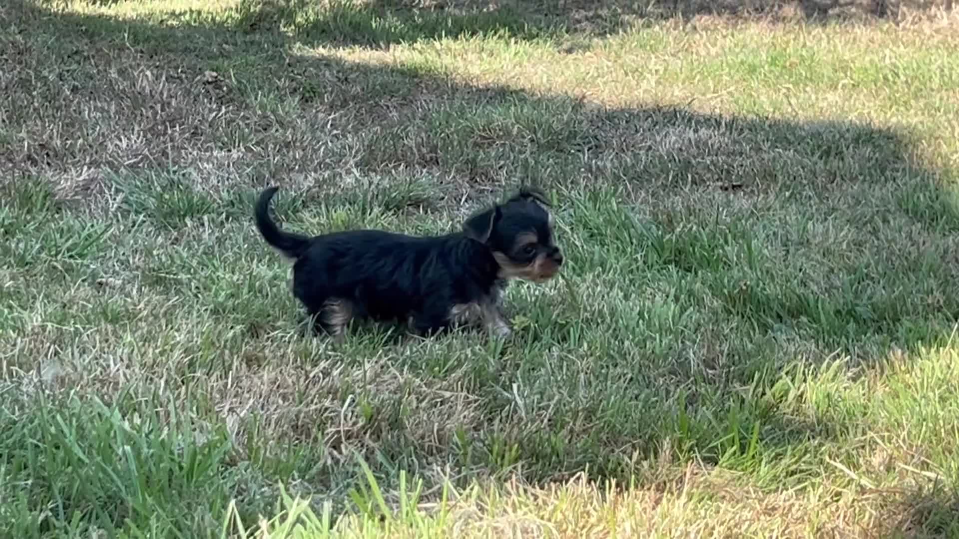 Chorkie dogs for sale: Chorkie puppies  - Video 1