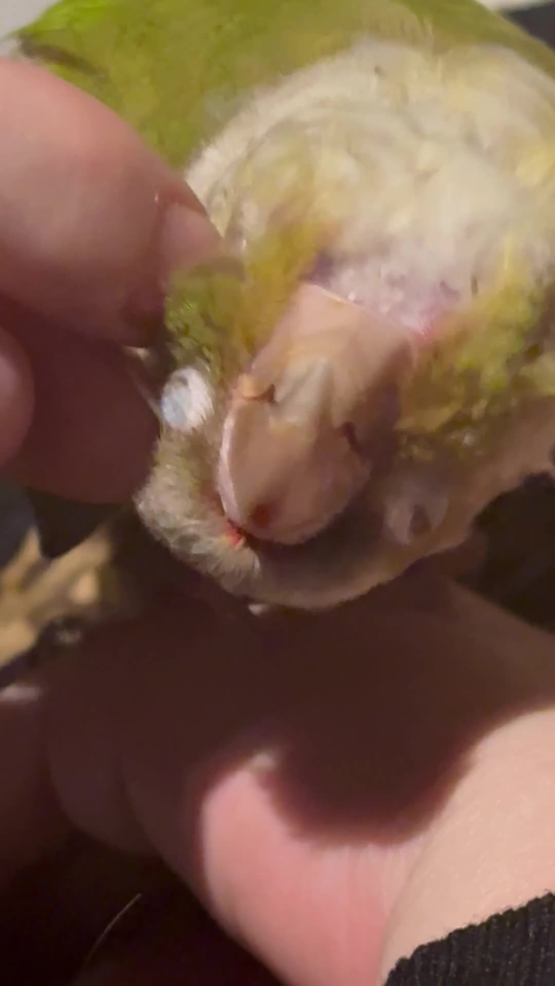 Conures birds for sale: 🌟 Beautiful Tame Conure – Rehoming 🌟 - Video 1