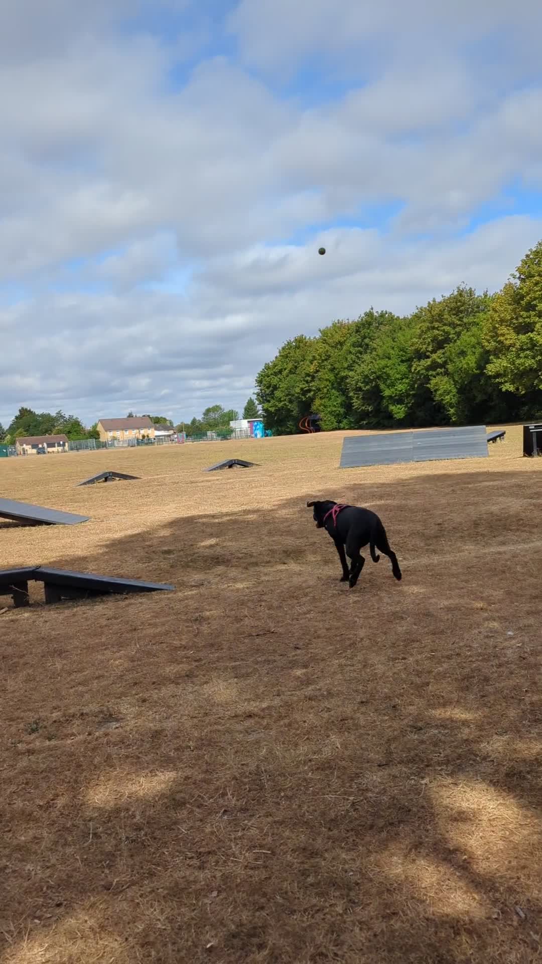 Mixed Breed dogs for sale: Murphy - Family Labrador X Greyhound 7 months old - Video 1