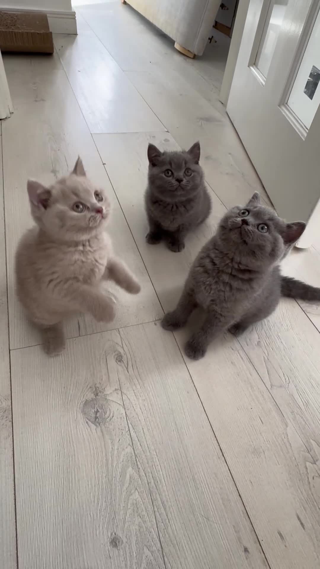 British Shorthair cats for sale: Blue British Shorthair kittens GCCF 2 boys 1 girl - Video 3