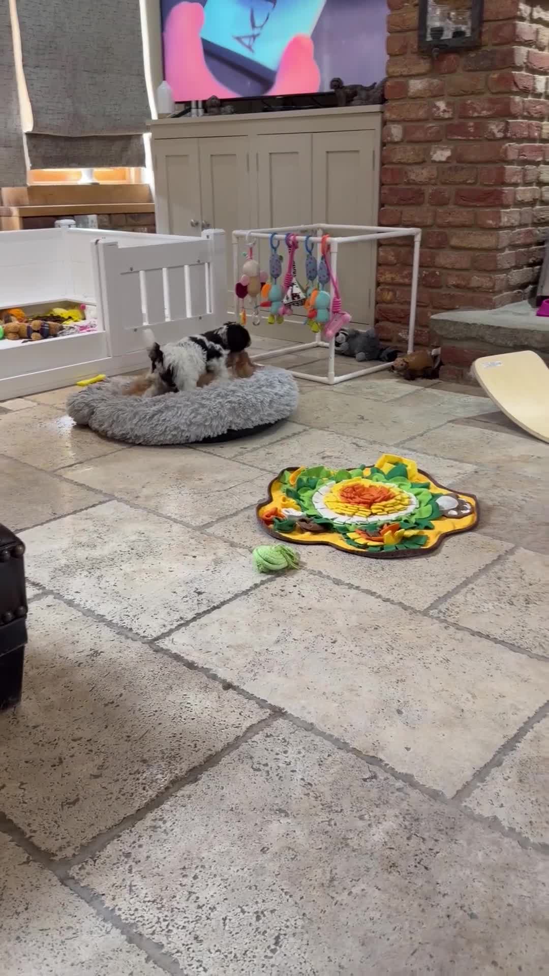 Cavapoo dogs for sale: Mini F1 Cavapoos Exstensively Health Testec  - Video 1