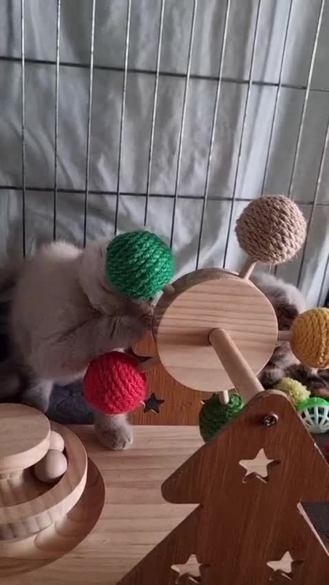 British Shorthair cats for sale: British Shorthair Healthy Vaccinated Microchipped  - Video 2